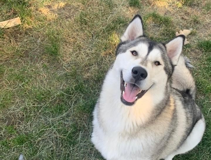 August's Pet of The Month