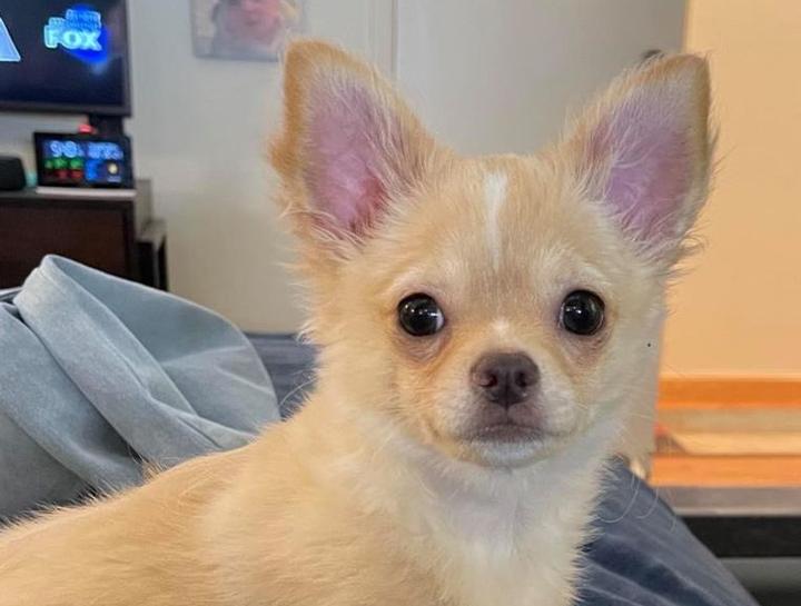 March's Pet of The Month