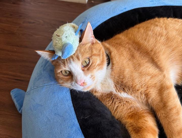 July's Pet of The Month