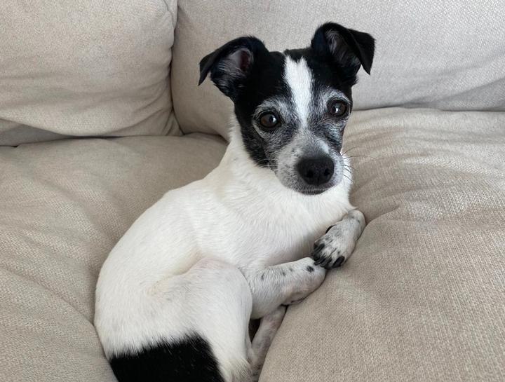 October's Pet of The Month