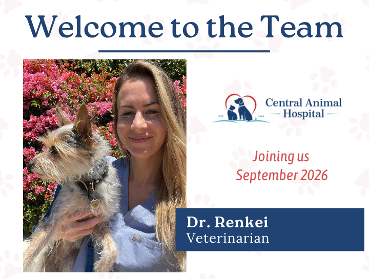 Welcome Dr. Kristin Renkei to Central Animal Hospital