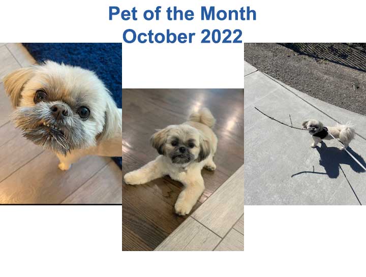 Pet of the Month: October 2022